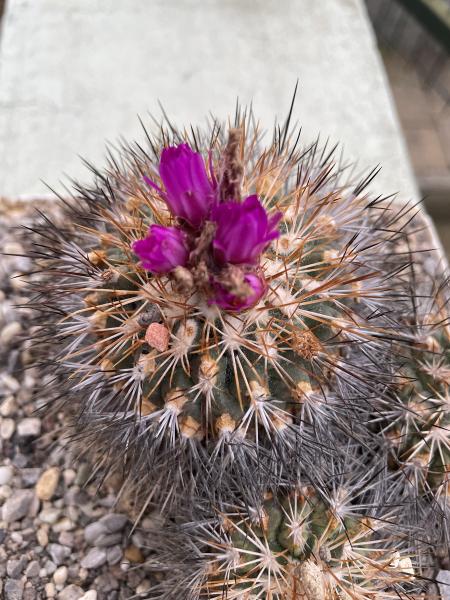 Gymnocactus horripilus